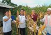 read news – Panen Jagung, Nasdem Bintan Dorong Petani Tingkatkan Produktivitas