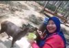 Travel Agent Singapura Kaget Batam Punya Deer Sanctuary