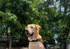 read news – Luigi, Anjing Pelacak BC Batam Endus Paket Sabu 101 Gram