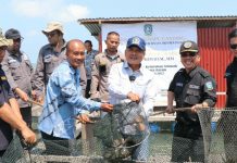 read news – Wakili Gubernur Ansar, Taba Iskandar Panen Ikan Kerapu Cantang