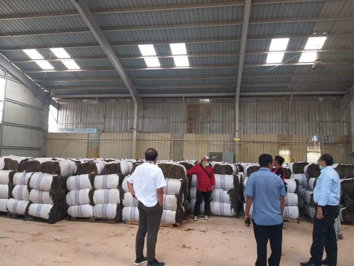 Rumput laut yang dikelola adalah rumput Laut jenis Sargassum saat ekspor perdana Senin (14/11/2022) (Foto : muhammad amin- batamtv.com)