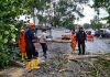 read news – Hujan Deras, Pohon Tumbang Ambruk Tutupi Jalan Raya di Km 11 Tanjungpinang Jajaran Polsek Tanjungpinang Timur saat membantu membersihkan pohon raksasa yang timbang menutupi jaan raya Selasa (15/11/2022) (Foto : dwi susilo - batamtv.com)