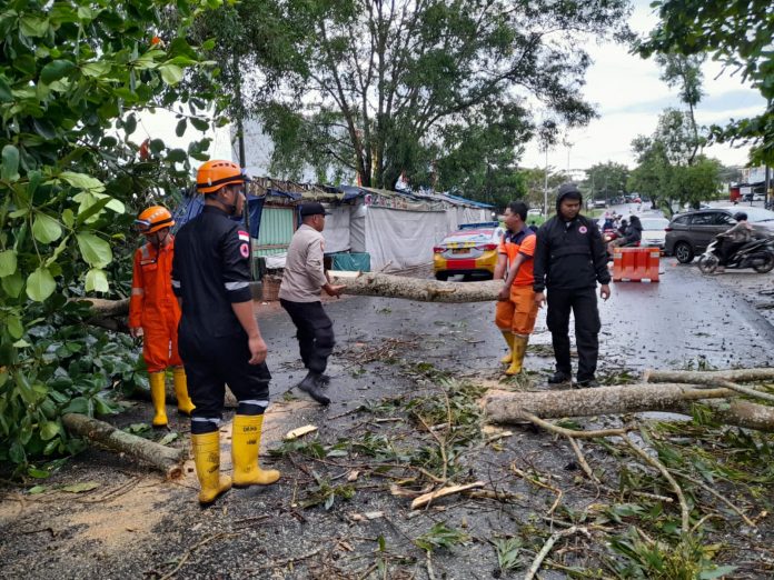 Jajaran Polsek Tanjungpinang Timur saat membantu membersihkan pohon raksasa yang timbang menutupi jaan raya Selasa (15/11/2022) (Foto : dwi susilo - batamtv.com)