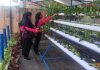 read news – Inilah Panen Kedua Sayuran Hidroponik Kebun P2L Anggota bhayangkari Polsek Bengkong mengelola tanaman sayuran secara hidroponik. Seperti di Bengkong, penanaman dilakukan oleh pengurus Bhayangkari Ranting Bengkong Cabang Kota Barelang sukses panen kedua sayuran hidroponik di kebun Pekarangan Pangan Lestari (P2L) Selasa (27/12/2022). (foto : abyaqsa ramadan - batamtv.com)