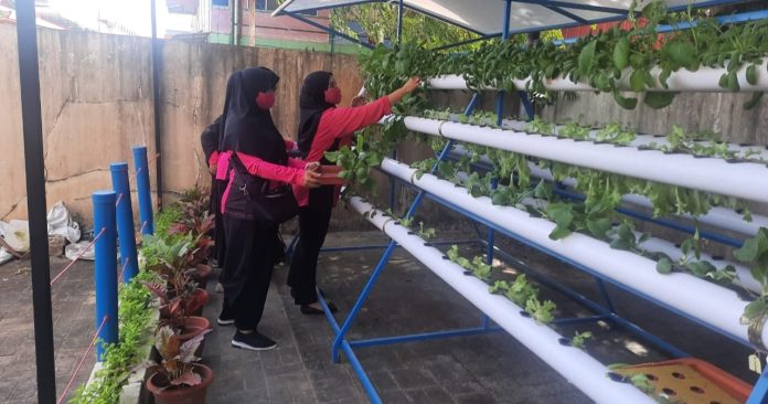 Anggota bhayangkari Polsek Bengkong mengelola tanaman sayuran secara hidroponik. Seperti di Bengkong, penanaman dilakukan oleh pengurus Bhayangkari Ranting Bengkong Cabang Kota Barelang sukses panen kedua sayuran hidroponik di kebun Pekarangan Pangan Lestari (P2L) Selasa (27/12/2022). (foto : abyaqsa ramadan - batamtv.com)
