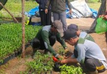 read news – 30 Ribu Bibit Cabai Dibagikan Gratis di Bintan dan Tanjungpinang Para anggota kelompok tani yang tengah mempersiapkan bibit cabai gratis untuk masyarakat ini dilakukan oleh Dinas Ketahanan Pangan, Pertanian, dan Kesehatan Hewan (DPK2KH). Setidaknya ada 30 ribu bibit cabai telah disalurkan DPK2KH di dua lokasi terpisah di Kabupaten Bintan dan Kota Tanjungpinang, Senin (28/11/2022) (Foto : Dwi Susilo - batamtv.com)