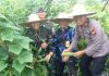 read news – Petani Timun di Rempang Cate Panen Raya Dandim 0316/Batam, Letkol Inf Galih Bramantyo (kiri) bersama Forkopimca Kecamatan Galang saat panen raya timun, Kamis (19/1/2023) di Rempang Cate Galang. (Foto : muhammad amin-batamtv.com)