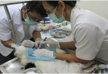 read news- Punya Hewan Peliharaan, Periksakan Kesehatannya ke Puskeswan Batam Kadis Ketahanan Pangan dan Perikanan Kota Batam, Mardanis, Sabtu (11/2) mengatakan di Batam sudah ada pusat kesehatan hewan (Puskeswan) yang melayani konsultasi kesehatan di bidang kesehatan hewan. Layanan ini juga memberikan bantuan kesehatan dan memberikan surat keteragna dokter hewan . ( Foto : muhammad amin - batamtv.com)