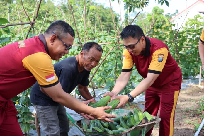(Foto : abdi perdana - batamtv.com) Suasana panen mentimun di Bintan dilakukan Kapolres Bintan AKBP Riky Iswoyo . (Foto : abdi perdana - batamtv.com)