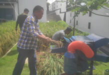 read news – Inilah Media Tanam yang Hasilkan Gabah Kering Terbaik Panen dilakukan di sawah yang berada di halaman perkarangn rumah Ady Indra Pawennary di Jl Nusantara KM 15 arah Tanjung Uban Tanjungpinang. Ady mengungkapkan jenis pulen ini menggunakan benih varietas CL 220. (foto : dwi susilo - batamtv.com)