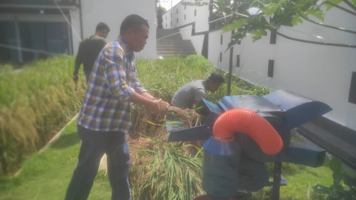 (foto : dwi susilo - batamtv.com) Panen dilakukan di sawah yang berada di halaman perkarangn rumah Ady Indra Pawennary di Jl Nusantara KM 15 arah Tanjung Uban Tanjungpinang. Ady mengungkapkan jenis pulen ini menggunakan benih varietas CL 220. (foto : dwi susilo - batamtv.com)