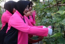 read news – Wuih, Bhayangkari Cabang Bintan Panen 500 Kilogram Mentimun Ketua Bhayangkari Cabang Bintan Ila Riky Iswoyo panen sekitar 0,5 ton mentimun di area Pekarangan Pangan Lestari (P2L) Bhayangkari Cabang Bintan, Senin (5/6/2023) . (Foto : dwi susilo - batamtv.com)