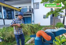 read news – Warga Tanjungpinang Panen Padi di Lahan Bekas Tambang Bauksit