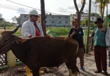 read news – Satu Ekor Sapi Diserahkan PWI Karimun ke Masjid Jami Nurul Huda PWI Karimun menyerahkan satu ekor sapi kurban. Sapi itu sudah diserahkan kepada pengurus kurban di masjid Jami Nurul Huda Telaga Tuju. (Foto : abdi perdana - batamtv.com)