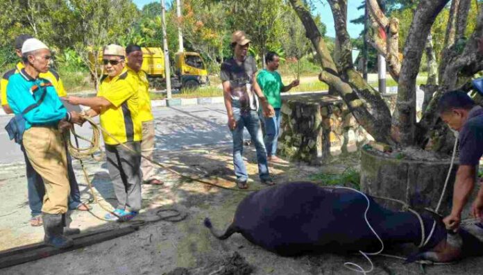 Penyembelihan hewan kurban di Karimun yang berasal dari DPD Partai golkar Karimun. (Foto : abdi perdana - batamtv.com)
