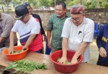 read news – Patut Dicoba, Gabungan Kelompok Tani Karimun Gunakan Biosaka Penggunaan pupuk jenis biosaka di Karimun dimulai dalam Pelatihan Biosaka kepada Gabungan Kelompok Tani (Gapoktan) Bangun Sari Mandiri, di Kelurahan Harjosari, Kecamatan Tebing, pada Sabtu (22/7) kemarin yang dibuka oleh Sekretaris Daerah (Sekda) Kabupaten Karimun, Muhammad Firmansyah. (Foto : abdi perdana - batamtv.com)