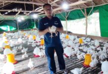 read news – Atas Bantuan PT Timah, Usaha Warga Karimun ini Terus Berkembang Iyan Wahyudi, petani yang kini telah berhasil mengembangkan usaha sayur dan ayam potong. (Foto: abdi perdana - batamtv.com)