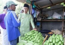 read news – Pemko Tanjungpinang Prioritaskan Pemenuhan Ketahanan Pangan Penjabat Walikota Tanjungpinang Hasan (kanan) melakukan kunjungan ke sejumlah lokasi Kelompok Tani dan Kelompok Wanita Tani (KWT) binaan Dinas Pertanian, Pangan, dan Perikanan (DP3) Kota Tanjungpinang, Jumat (3/11/2023). (Foto : dwi susilo - batamtv.com)