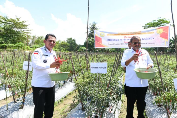 Gubernur Kepri Ansar Ahmad (kiri) bersama Bupati KAirmun Aunur Rafiq saat berada di kebun cabai warga di Moro. (Foto : abdi perdana -a batamtv.com)