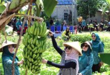 read news – Dasa Wisma Nila Memanen Sayur dan Pisang Ambon di Kebun Binaan Ketua TP-PKK Bintan Hafizha Rahmadhani (tengah bertopi capil) turut membantu Dasa Wisma Nila memanen sayur dan pisang ambon di kebun binaan Dasa Wisma Nila Desa Sebong Pereh, Kamis (22/2/2024). (Foto : abdi perdana - batamtv.com)