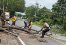 read news – Pohon Besar Tumbang di Bintan Bhabinkamtibmas desa Busung, kecamatan Seri Kuala Lobam Briptu Boy Raju dengan cekatan turun ke jalan memotong pohon yang tumbang yang menghalangi arus lalu lintas. (Foto : abdi perdana - batamtv.com)