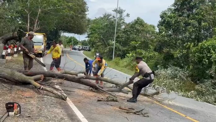 Bhabinkamtibmas desa Busung, kecamatan Seri Kuala Lobam Briptu Boy Raju dengan cekatan turun ke jalan memotong pohon yang tumbang yang menghalangi arus lalu lintas. (Foto : abdi perdana - batamtv.com)