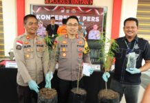 read news – Punya Tiga Batang Pohon Ganja, Pria di Bintan dibekuk Polisi Kapolres Bintan Riky Iswoyo memperlihatkan tiga tanaman ganja ,milik pelaku . (Foto : abdi perdana 0 batamtv.com )