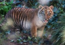 Pekerja Akasia Tewas Diterkam Harimau saat Menyemprot Gulma