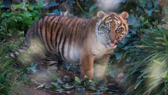 penampakan harimau sumatera