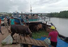 20 Sapi dari Jambi Tanpa Dokumen Karantina Dipulangkan