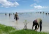 Cegah Abrasi,PT PLN Indonesia Tanam 1000 Bibit Mangrove