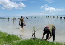 Cegah Abrasi,PT PLN Indonesia Tanam 1000 Bibit Mangrove