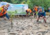 Peduli Lingkungan, PLN Batam Tanam 1.000 Pohon Mangrove di Pantai Nongsa