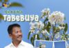 Seperti Vibes di Jepang, Bunga Tabebuya Bermekaran Sepanjang Pendestrian Batam Center