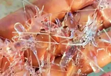 BC Kepri Gagalkan Penyelundupan Benih Lobster Rp 17 Miliar