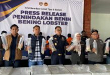 Lagi, BC Batam Gagalkan Penyelundupan Benih Lobster, Potensi Kerugian Negara Rp26,9 M