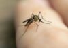 Anggota DPR Berharap Prabowo-Gibran Bisa Bebaskan Indonesia dari Malaria
