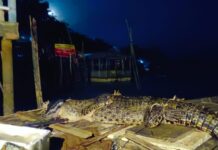 20 Ekor Buaya Kembali Ditangkap Usai Lepas dari Penangkaran di Pulau Bulan
