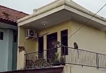 Viral Gerombolan Monyet ‘Serbu’ Perumahan di Bekasi Bikin Takut Warga