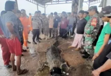 Kolam Penangkaran Buaya di Pulau Bulan Jebol, 7 Ekor Buaya Berhasil Ditangkap