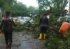 Cuaca Ekstrem, BPBD Tanjungpinang Rapikan Dua Pohon Tumbang