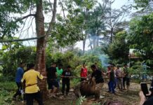 IKSB Kecamatan Lingga Gelar Qurban Idul Adha 1446 H