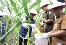 Walikota Batam Panen Jagung di Rempang Cate