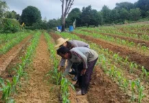 Polsek Bulang Lakukan Pemeliharaan Lahan Jagung Pipil