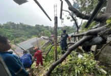 Sejumlah Pohon Tumbang, Warga Batam Diimbau Berhati -hati