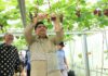 Jadi Destinasi Ekowisata, Bupati Bintan Panen Buah Anggur Tembeling