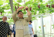 Jadi Destinasi Ekowisata, Bupati Bintan Panen Buah Anggur Tembeling