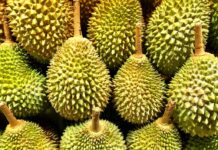 Dugaan Masuknya Durian Ilegal Asal Malaysia Lewat Batam Ditelusuri Karantina