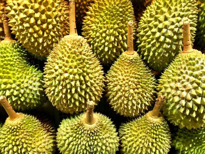 durian musangking