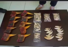 Bea Cukai Batam Serahkan 10 Paruh Rangkong Gading dan 43 Taring Beruang Madu ke BKSDA